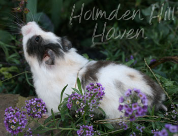 Wisconsin Treasure- Black Tortoiseshell and White (Dominant Spot) Longhaired